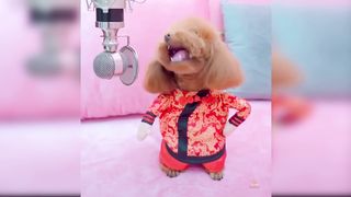 Baby Dogs - Cute and Funny Dog Videos Compilation| Aww Animals