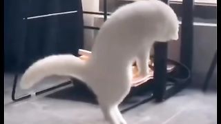 Funny action 68