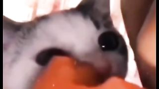 Funny action 70