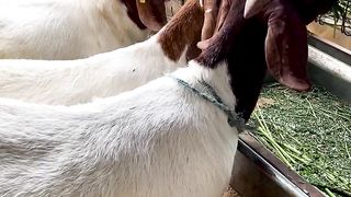 A goat in the eatry
