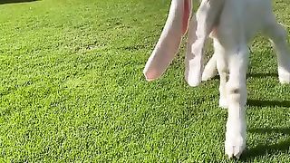 Goat in the lawn