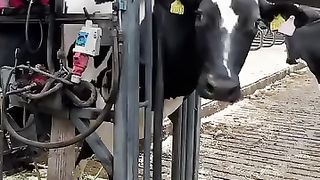 Tail trimming
