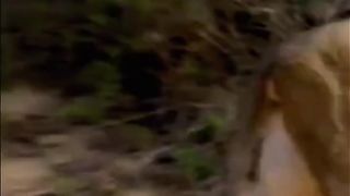 Animals life 4