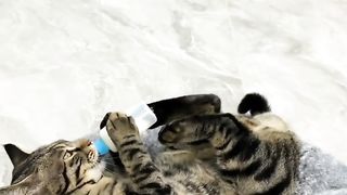 Random cat 3