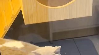 Perjuangan se ekor kucing