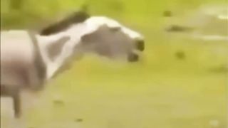 Funny Videos 34