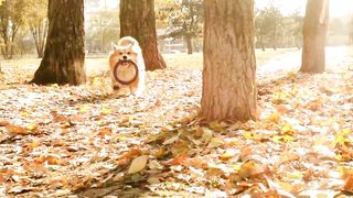 Doggy Clip Video Free No Copyright