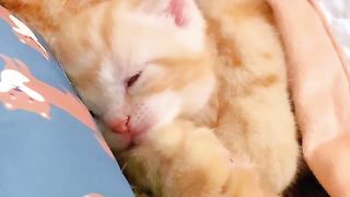 cute cat and baby