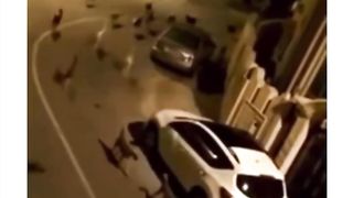 dog and monkey war