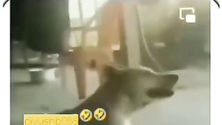 dog crying