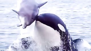 BIG ORCAS