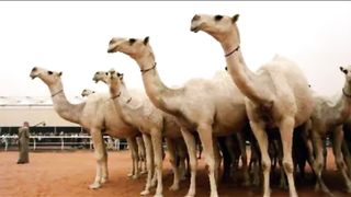 Saudi Arabia Surprising facts about the value of camels.
