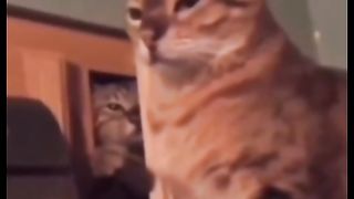 Funny action 71