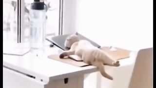 Funny action 73