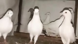 White pigeon