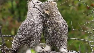 Amazing videos vol 223