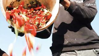 How Tons of Fresh Red  Chili Pepper are Harvested and Processed
