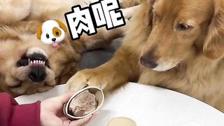 Funny dogy 2