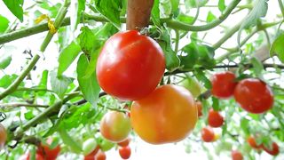 Wish I knew this method of growing tomatoes sooner. Many large and succulent fruits