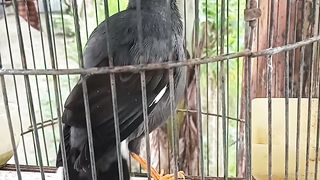 Indonesian starling