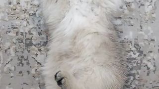 خوشمزگی در یک قاب