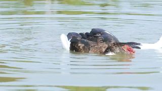 How to Produce Hundreds of Duck Eggs Every Week! Brilliant Ideas for Raising Ducks & Vegetables!.