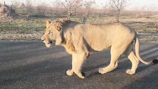 Wow! Beautiful sighting!
