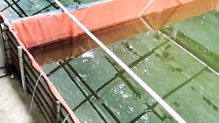 Sudah mulai kerap hujan bahkan pagi sudah hujan, perkuat kualitas air kolam