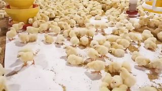 Budidaya ikan lele dengan ternak ayam itu berkesinambungan