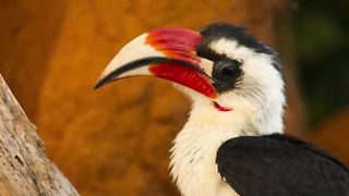 Birds and animals
