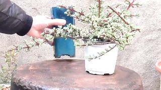 DIY Natural #shorts #DIY #Reels (11)_cut
