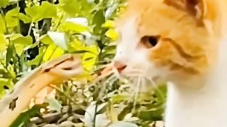 Inilah Meong pemberani