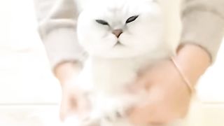 jadi pengen muter video nya terus, "lucu siihh'