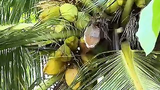 This is a regular COCONUT #camping #survival #bushcraft #outdoors