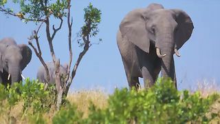 Elephant 5