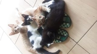 Kucing lucu 63