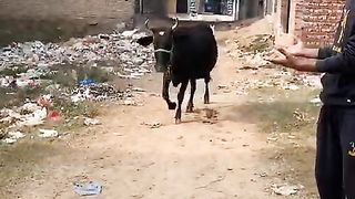 NEW FUNNY VIDEO 2