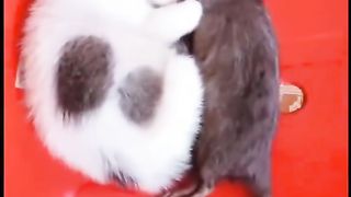 Kitten sleeping with a mouse