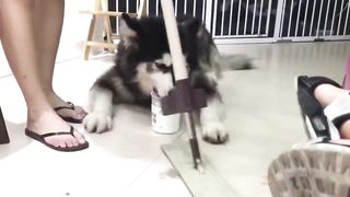 Baby Dogs - Cute and Funny Dog Videos Compilation 11
