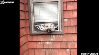 Try Not To Laugh Challenge Funny Dogs Fail Compilation!