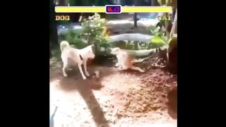 Funniest Dogs Compilation.