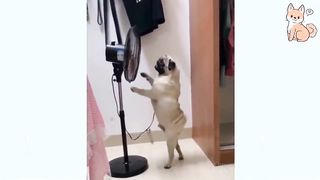 LAUGH at FUNNY DOGS compilation????