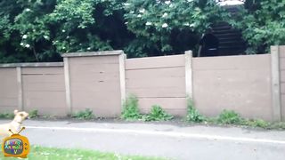 Funny Dogs  Fails - Funny Dogs Compilation
