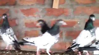 Beautiful pigeon tadeey breeder pair best flying