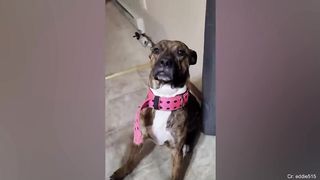 Can't Stop Laughing At These Funny Dogs
