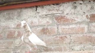 Beautiful pigeon breeder pair best flying 13