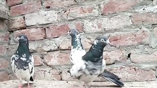 Beautiful pigeon breeder pair best flying 14