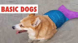 Basic Dogs | Funny Dog Video Compilation