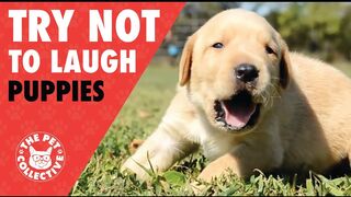 Try Not To Laugh | Funny Puppies Compilation