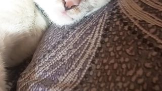 Kucing bermimpi